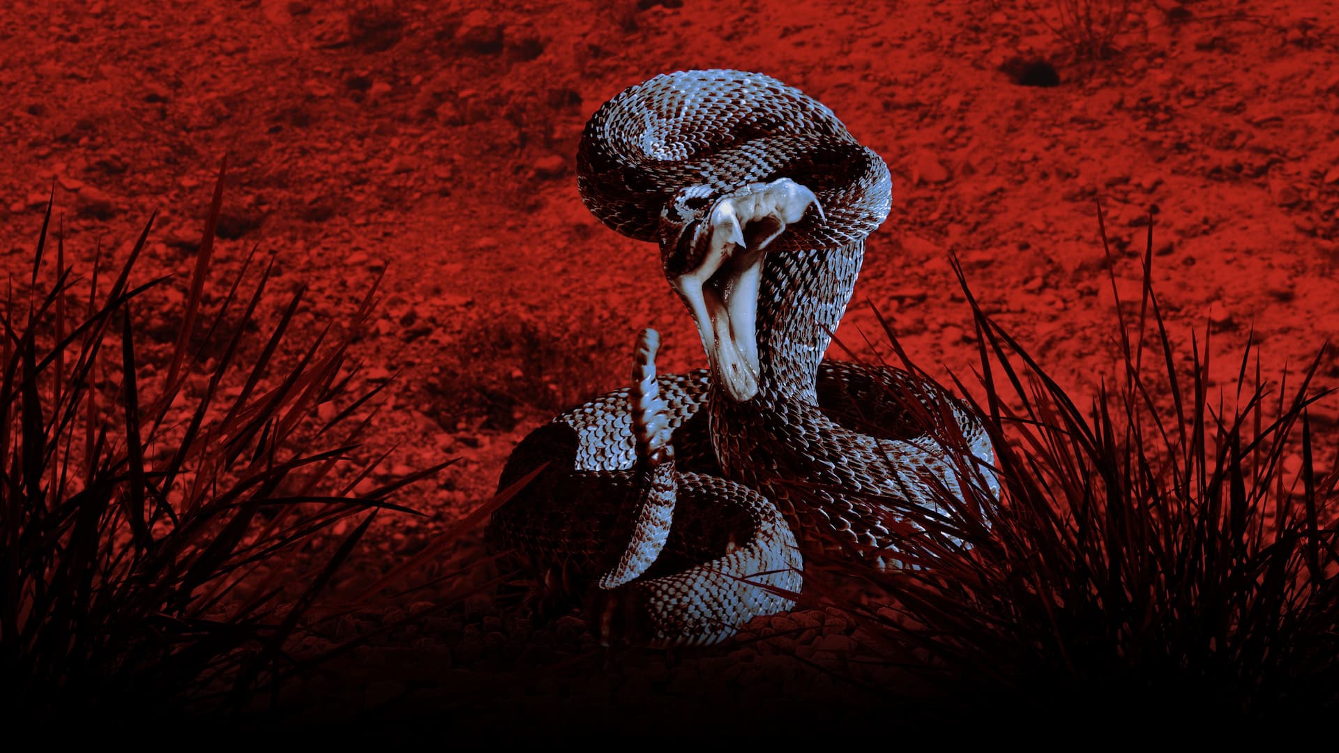 Beni Bir Şey Isırdı!