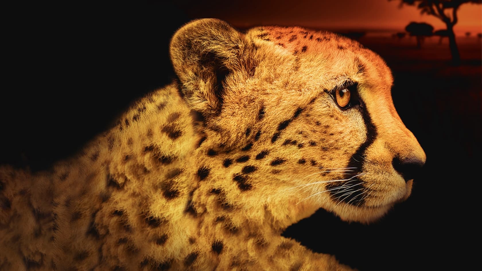 Afrika'nın Avcıları