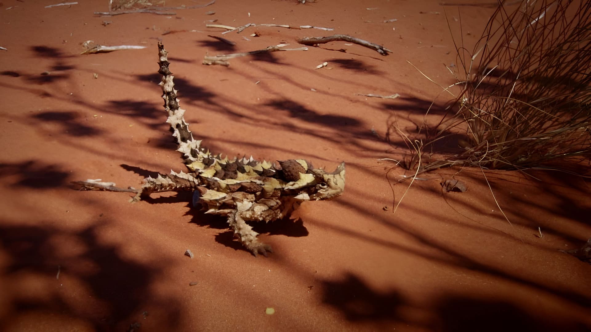 Deadly Australians