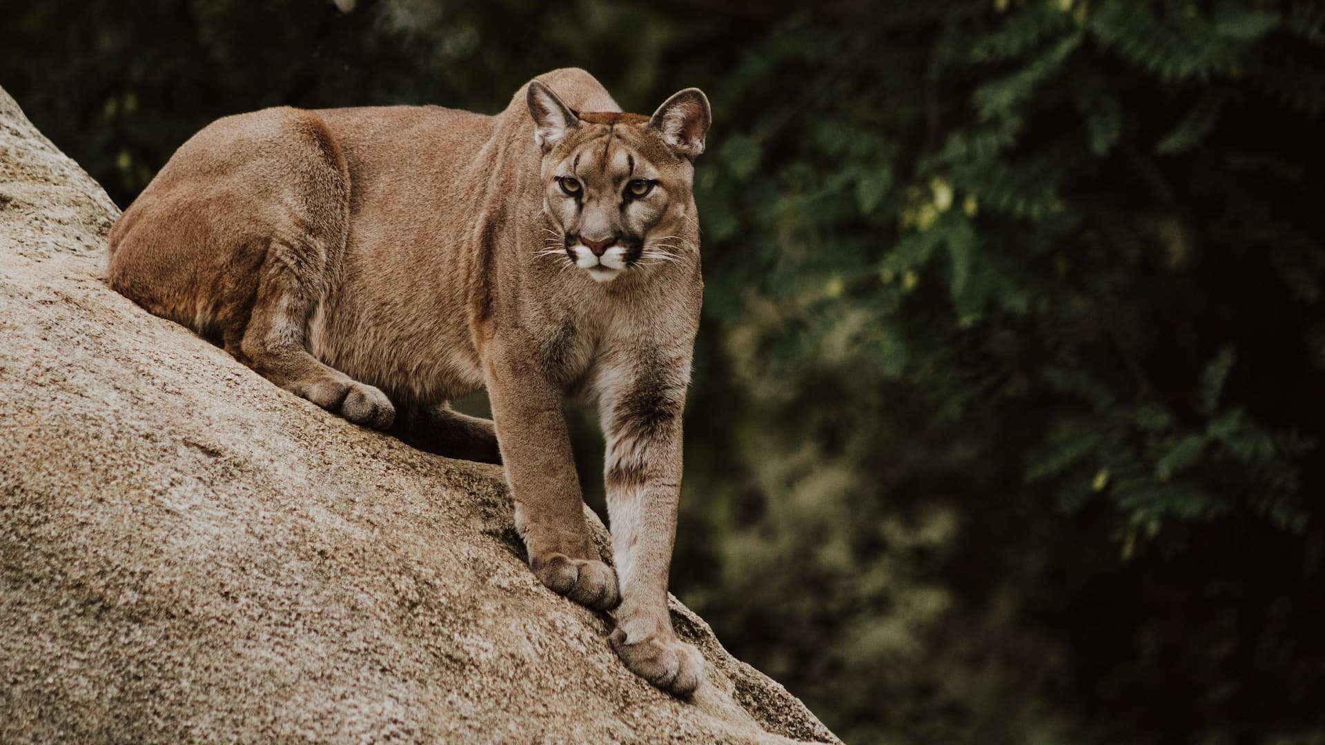 Pumas de la estepa