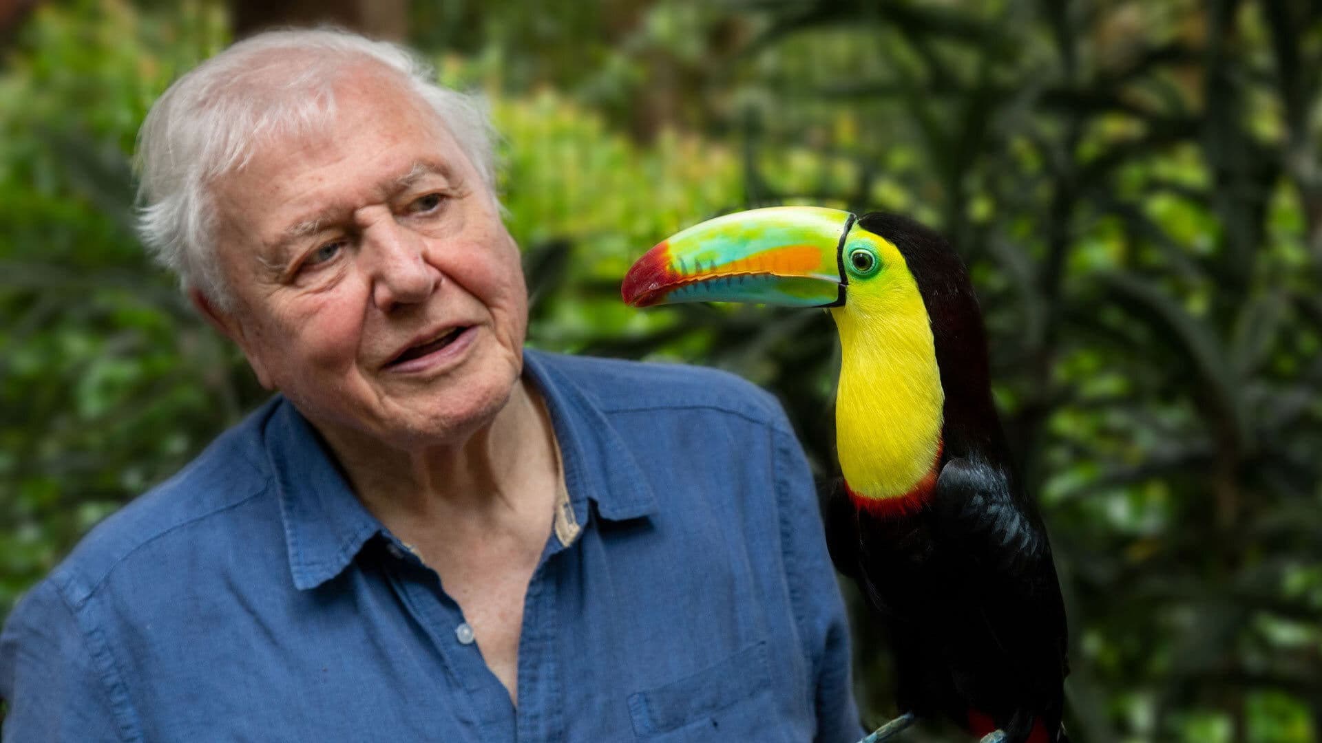David Attenborough ile Yaşamın Renkleri