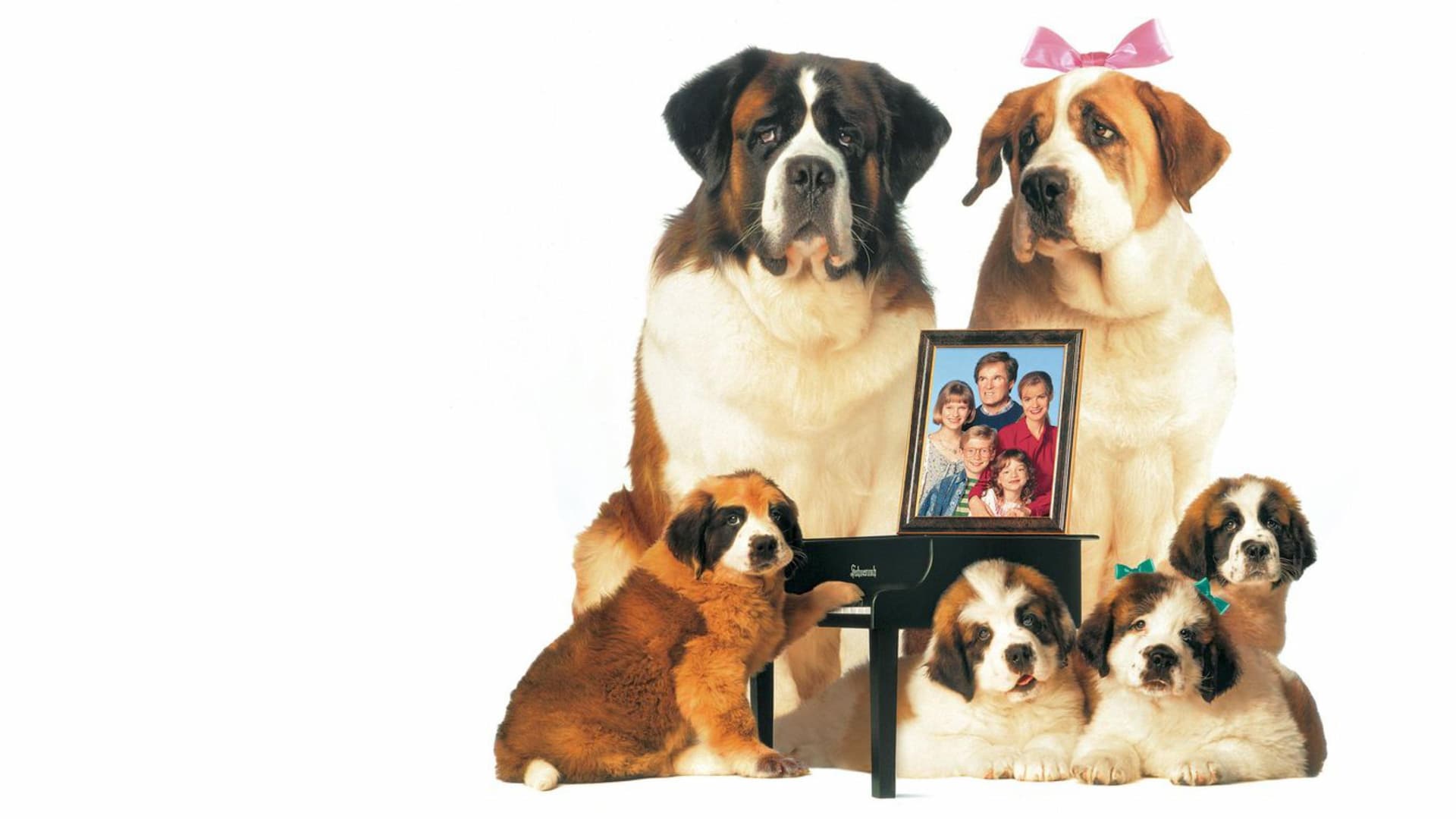 Afacan Köpek Beethoven 2