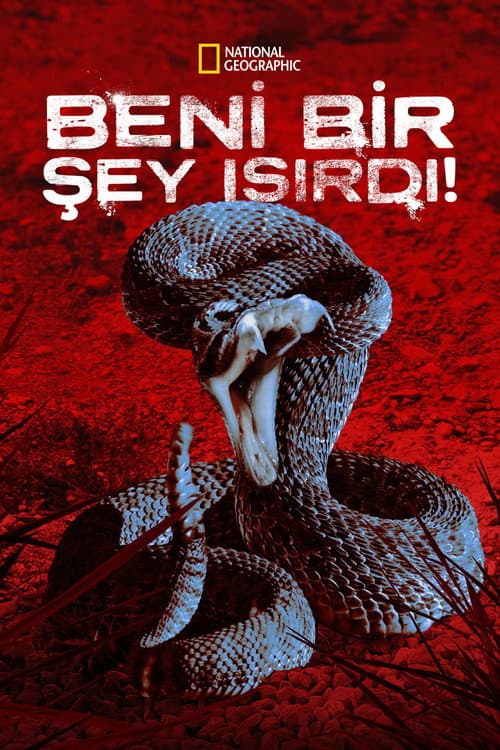 Beni Bir Şey Isırdı!