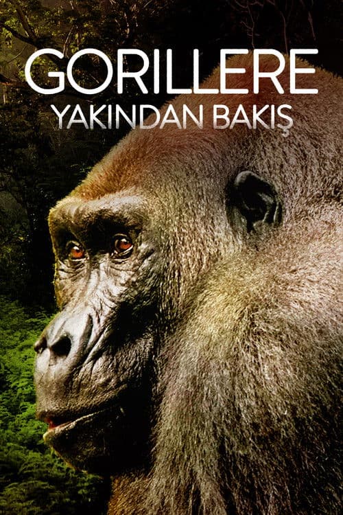 Gorillere Yakından Bakış