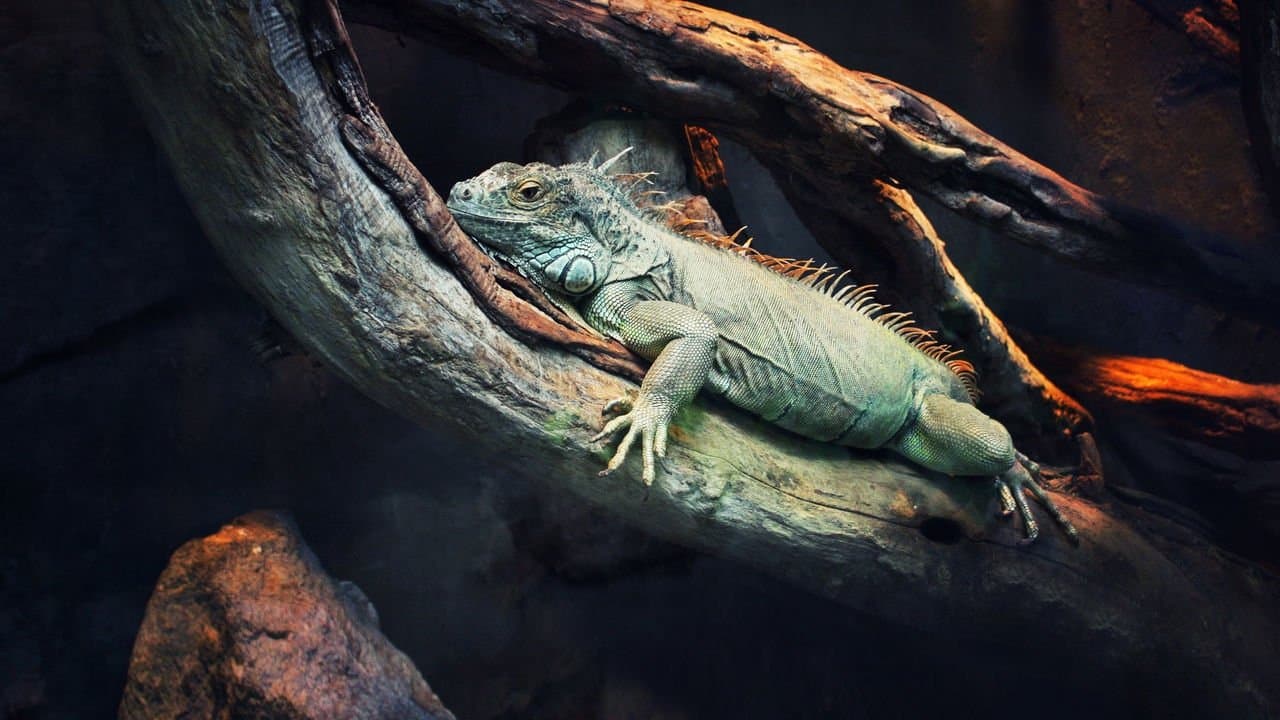 72 Tehlikeli Hayvanlar: Latin Amerika